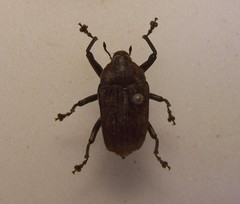 Rhynchodes ursus