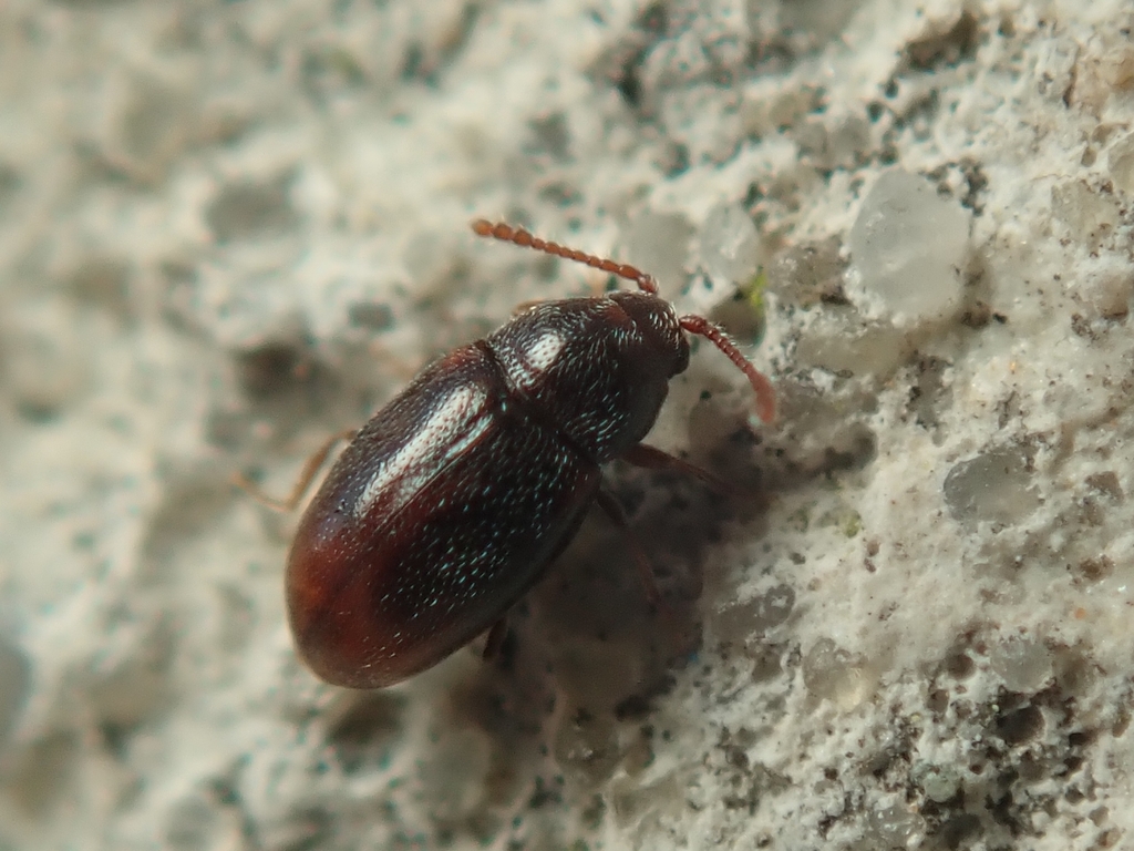 Atomaria analis