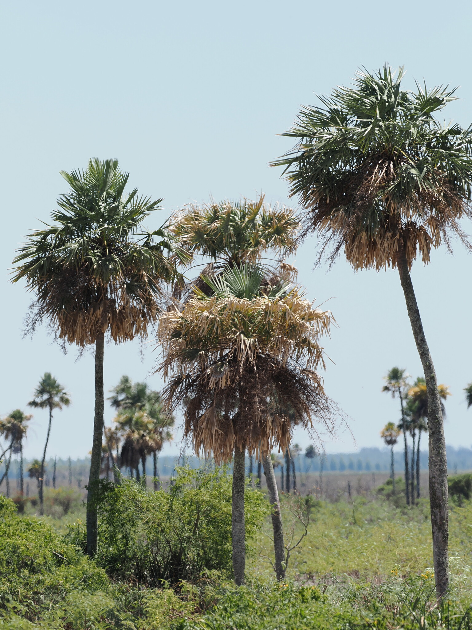 Caranday Palm (Copernicia alba)