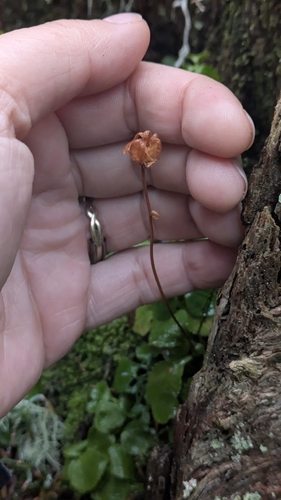 One-flowered Wintergreen (Moneses uniflora)