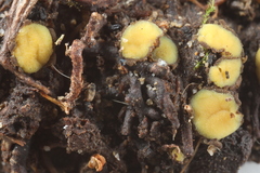 Podophacidium xanthomelum