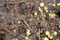 Podophacidium xanthomelum