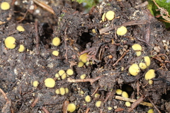 Podophacidium xanthomelum