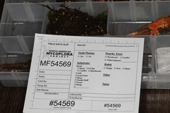 Podophacidium xanthomelum