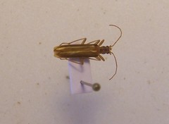 Thelyphassa lineata