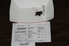 Podophacidium xanthomelum
