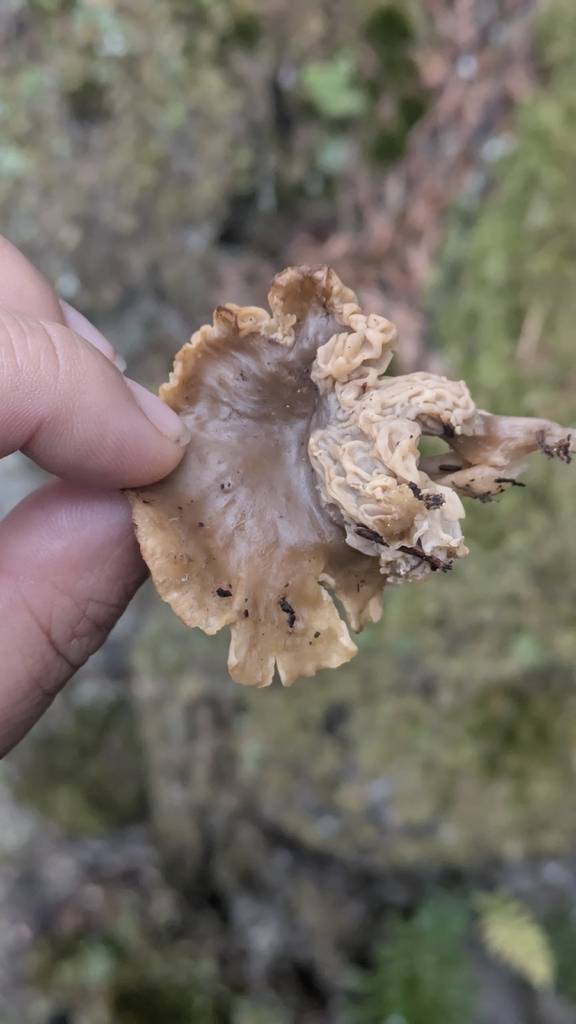 Craterellus tubaeformis · February 2026 · photo: © mylan (iNaturalist, cc-by)