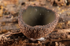 Plicariella