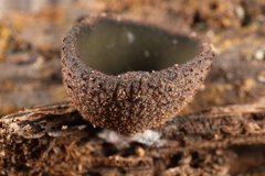 Plicariella
