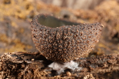Plicariella