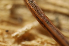 Rhizosphaera kalkhoffii