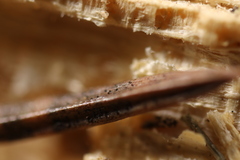 Rhizosphaera kalkhoffii