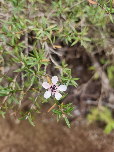 Leptospermum scoparium observed 2026-01-10