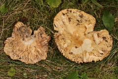 Russula eccentrica