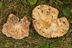 Russula eccentrica