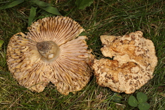 Russula eccentrica