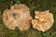 Russula eccentrica
