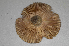 Russula eccentrica