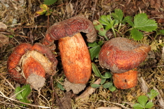 Russula mutabilis