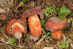 Russula mutabilis