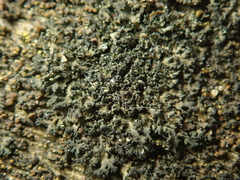 Phaeophyscia nigricans