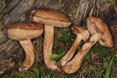 Tylopilus indecisus