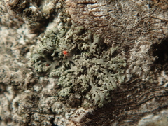 Phaeophyscia nigricans