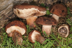Tylopilus variobrunneus