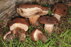 Tylopilus variobrunneus