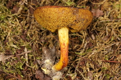 Xerocomus illudens