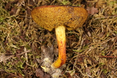 Xerocomus illudens