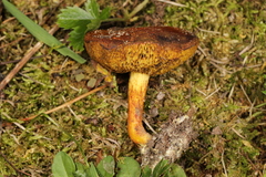 Xerocomus illudens
