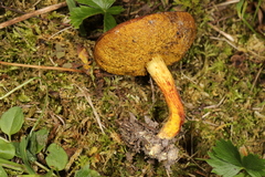 Xerocomus illudens