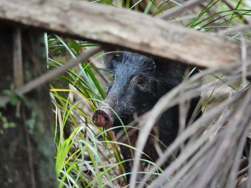 Eurasian Wild Pig (Sus scrofa)