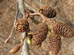 Alnus hirsuta