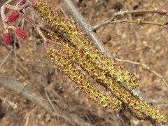 Alnus hirsuta