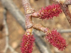Alnus hirsuta