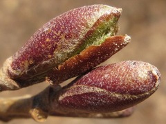 Alnus hirsuta