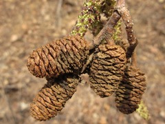 Alnus hirsuta
