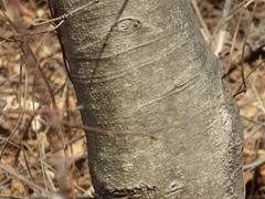 Alnus hirsuta