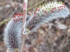 Salix gracilistyla