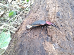 Carabus nankotaizanus