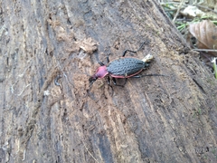 Carabus nankotaizanus