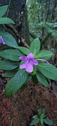 Ruellia jussieuoides, photograph 4