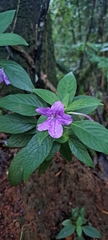 Ruellia jussieuoides, photograph (c) Marcio Santos Ferreira, some rights reserved (CC BY)