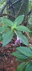 Ruellia jussieuoides, photograph (c) Marcio Santos Ferreira, some rights reserved (CC BY)