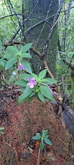 Ruellia jussieuoides, photograph (c) Marcio Santos Ferreira, some rights reserved (CC BY)