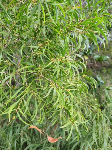 Acacia koa observed 2026-02-24