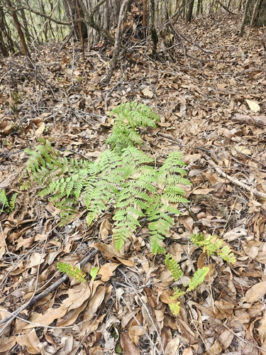 Pteridium aquilinum observed 2026-01-10