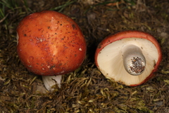 Russula font-queri